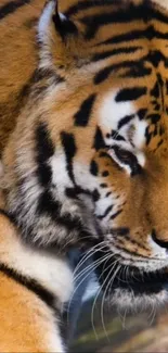 Close-up of a majestic tiger with striking orange and black stripes.