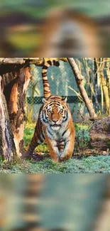 Mobile wallpaper of a majestic tiger in a lush forest.