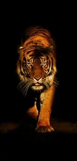 Majestic tiger walking in darkness mobile wallpaper.