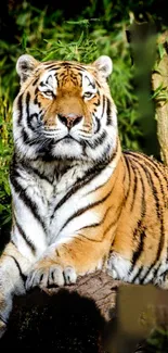 Majestic Bengal tiger sitting in a lush jungle setting.