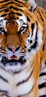 Close-up image of a majestic tiger with vivid orange and black stripes.