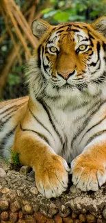 Majestic tiger in natural setting, perfect for mobile wallpaper.