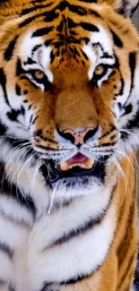 Close-up of a majestic tiger with vibrant orange and black stripes.