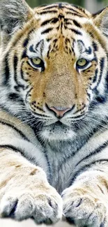 Majestic tiger close-up wallpaper for mobile device.