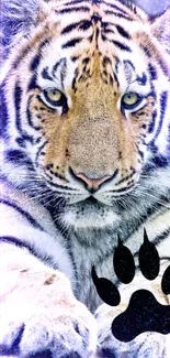 Majestic tiger with paw print on a vibrant mobile wallpaper.