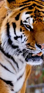 Close-up of a majestic Bengal tiger with vibrant stripes in nature.