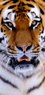 Close-up of a majestic tiger with a striking gaze, perfect for wallpaper.