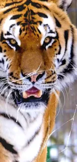 Close-up of a majestic tiger's face with striking orange and black stripes.