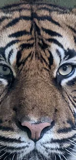 Close-up view of a majestic tiger's face with intense eyes and striking stripes.