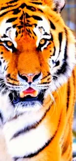 Close-up of a majestic tiger with striking orange and black stripes.