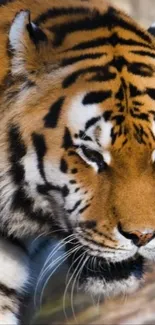 Majestic tiger close-up wallpaper showcasing orange and black striped fur.