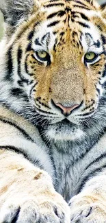 Closeup of a majestic tiger in nature, perfect for a mobile wallpaper.