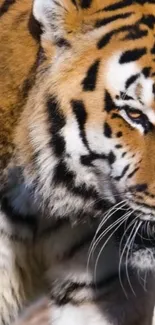 Close-up of a majestic tiger showcasing its stunning orange and black stripes.