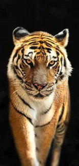 Majestic tiger against a dark background.