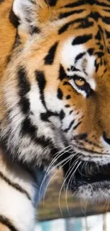 Close-up of a majestic tiger with vibrant orange fur and striking black stripes.