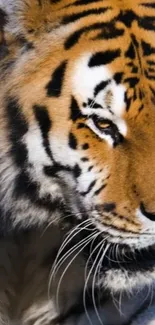 Close-up of a majestic tiger with striking orange and black stripes.