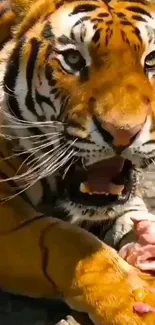 Close-up of a majestic tiger with vibrant orange and black stripes on a mobile wallpaper.