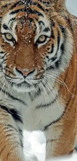 Close-up of a majestic tiger in snowy winter scenery.