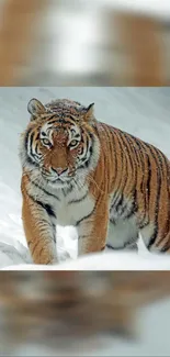 Majestic tiger walking through snowy landscape.