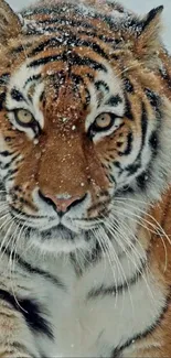 Majestic tiger standing gracefully in a snowy landscape, showcasing nature's beauty.