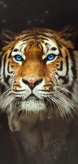 Majestic tiger with blue eyes on a dark, starry background wallpaper.