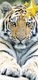 Majestic tiger with a gold star on its head, laying on a stone surface.