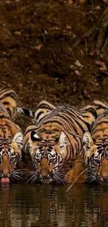 Group of tigers drinking water in a natural setting.