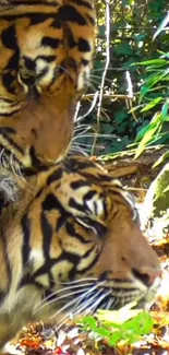 Two majestic tigers nestled in lush, green foliage.