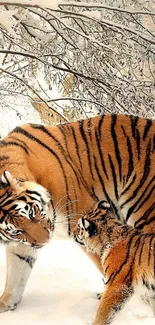 Majestic tigers in a snowy forest landscape wallpaper.