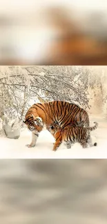 Two tigers walking in a snowy forest scene.