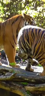 Two majestic tigers walking in jungle scene.