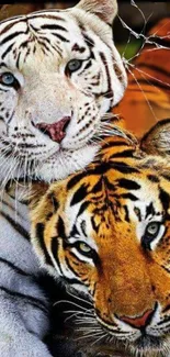 Stunning white and orange tigers in captivating wallpaper.