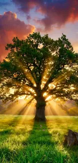 Sunset through a tree with vibrant colors.