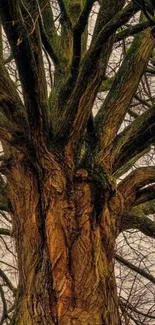 Majestic tree bark with intricate details in a forest setting.