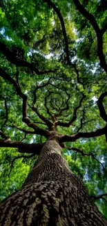 Stunning view of tree branches from below, showcasing a lush green canopy.