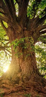 Majestic tree in golden sunlight with green leaves.