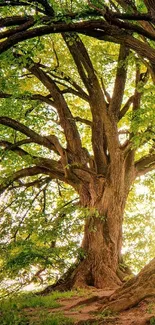 Majestic tree with sunlight in lush forest wallpaper.