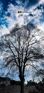 Silhouetted tree against a vibrant blue sky with dramatic clouds.