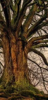 Majestic tree with sprawling branches in a natural setting.