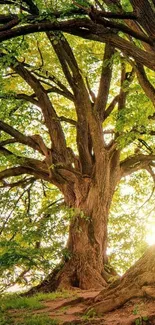 Majestic tree with golden sunlight filtering through the leaves.