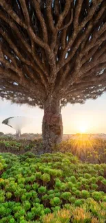 Majestic tree with sunset in background over green landscape.