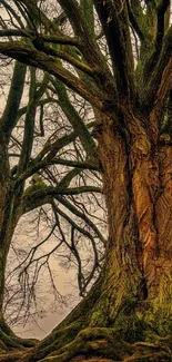 Wallpaper of majestic tree trunks with green moss in a forest scene.