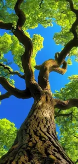 Majestic tree branches reaching towards the blue sky in a serene setting.