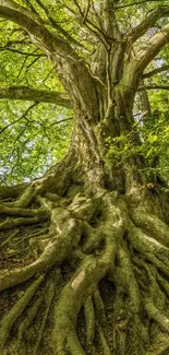 Vibrant tree with widespread roots in a lush green forest setting.