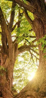 Majestic trees with sunlight peeking through leaves.