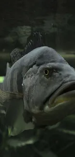 Underwater fish portrait with dark and shadowy tones.