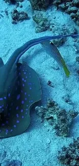 Stingray gliding over colorful coral reef underwater.
