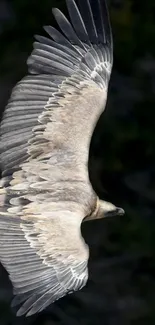 A majestic vulture soaring with wings fully spread against a dark background.