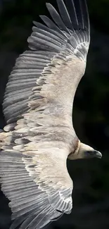 Majestic vulture soaring in the sky, showcasing its powerful wings.