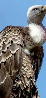 Majestic vulture with detailed feathers against a clear blue sky.